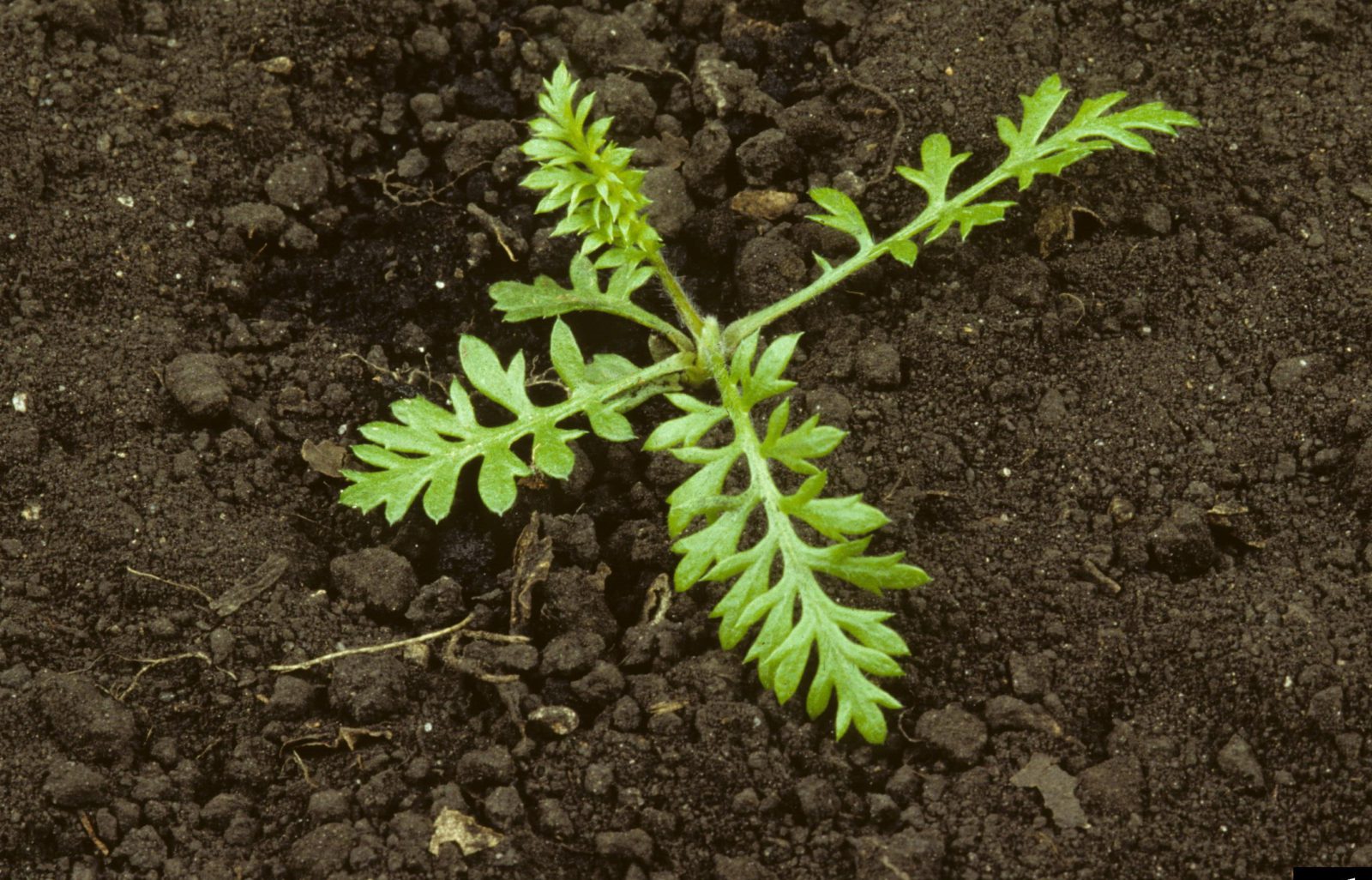 Oxeye daisy ThompsonNicola Regional District