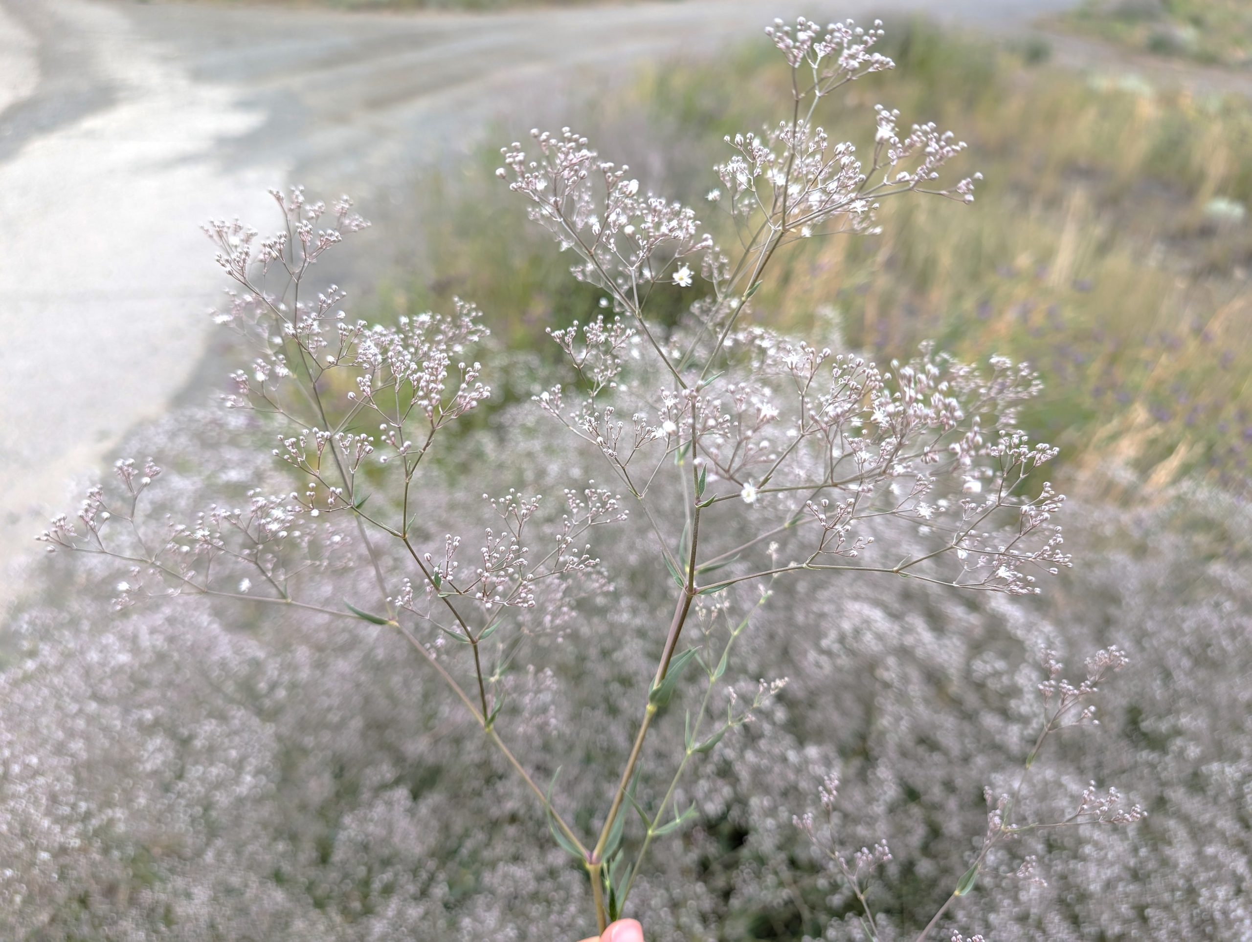 Baby's Breath - Thompson-Nicola Regional District