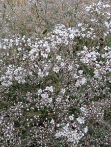Baby's Breath - Thompson-Nicola Regional District