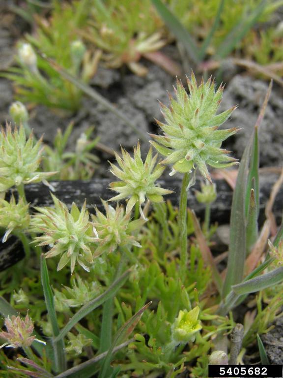 Bur Buttercup - Thompson-Nicola Regional District