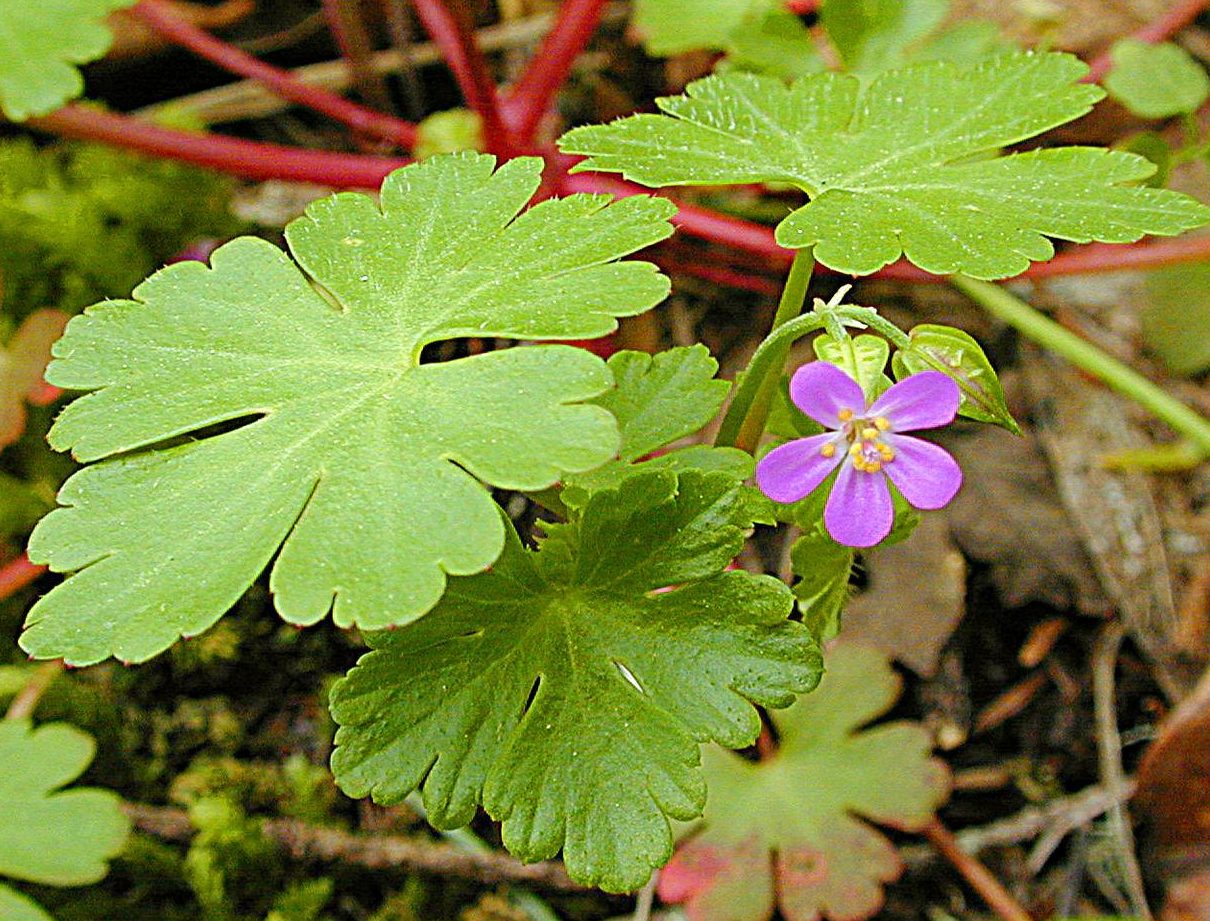 Shiny Geranium Photo Shiny Geranium - Thompson-Nicola Regional District