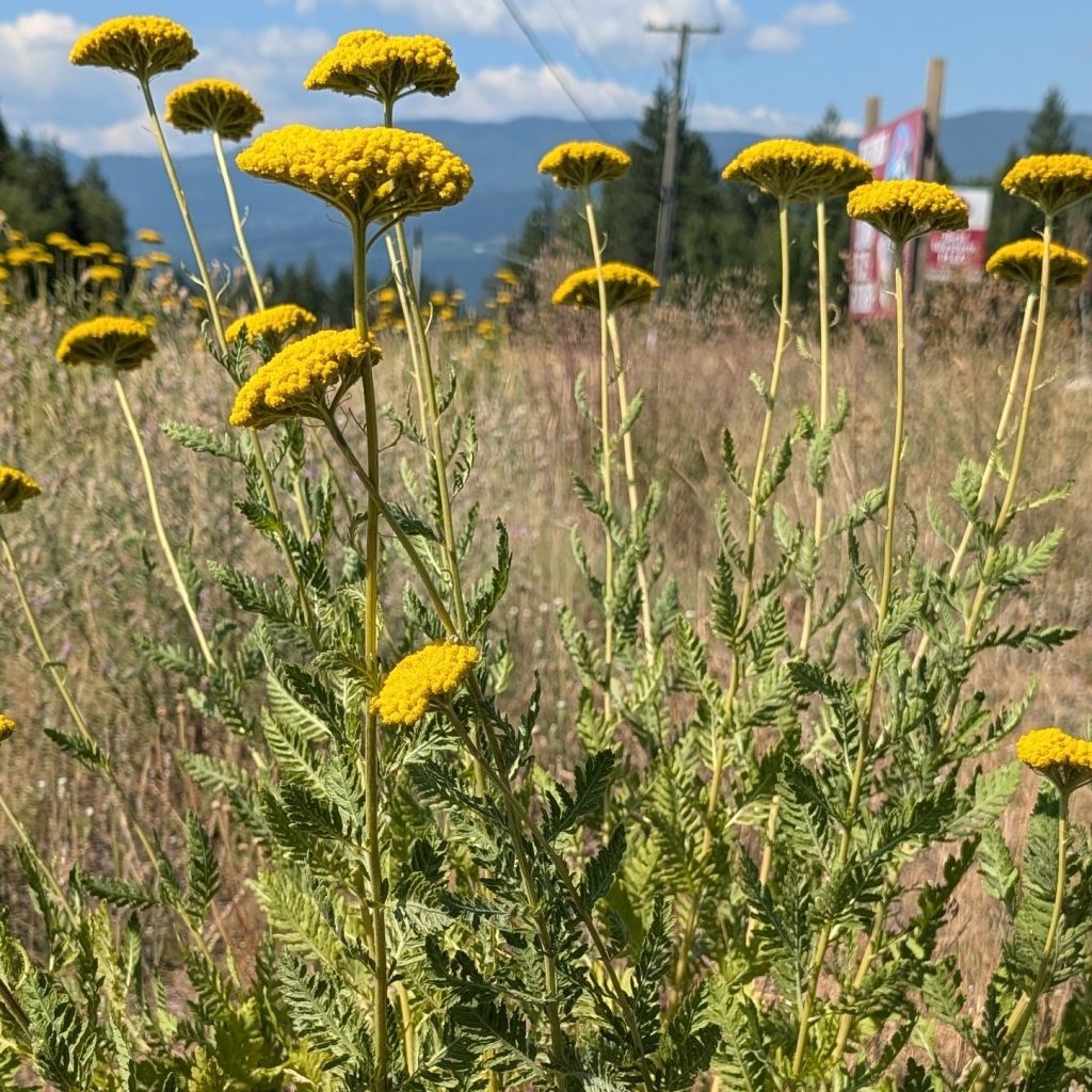 Spotting Invasive Plant Look-Alikes in Your Garden - Thompson-Nicola ...