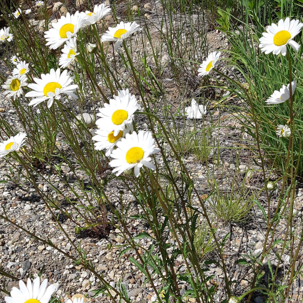 Spotting Invasive Plant LookAlikes in Your Garden ThompsonNicola