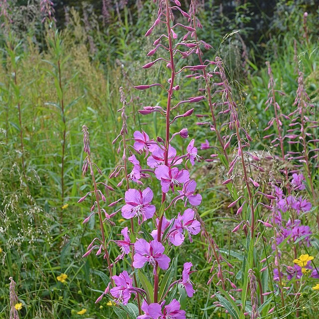 Spotting Invasive Plant LookAlikes in Your Garden ThompsonNicola