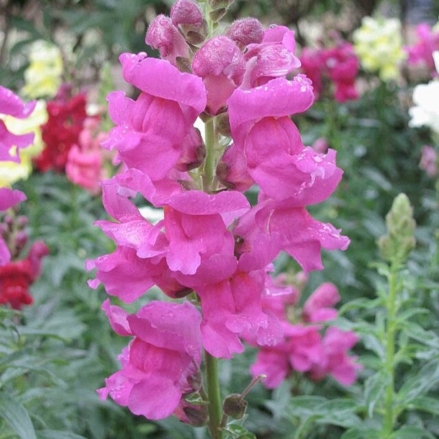 Spotting Invasive Plant LookAlikes in Your Garden ThompsonNicola