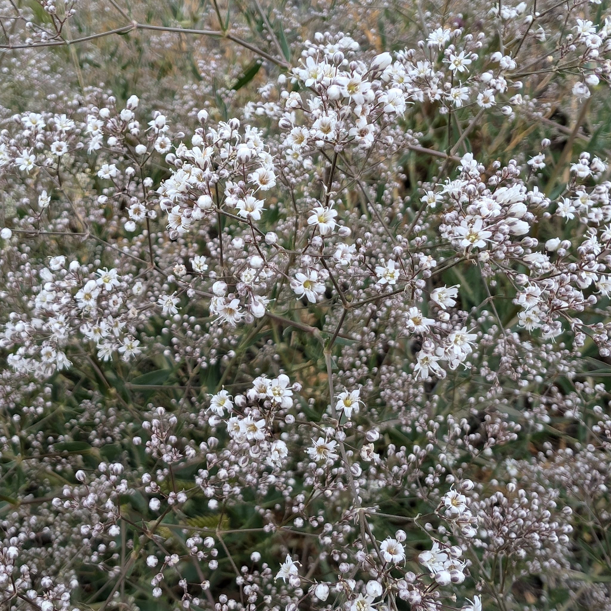 Spotting Invasive Plant LookAlikes in Your Garden ThompsonNicola